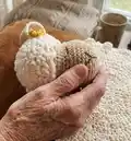 Sheep Security Blanket Amigurumi Pattern step 2 - assembly progress