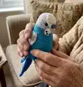 Budgerigar Amigurumi Pattern step 1 - construction progress