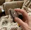 Death's Head Hawk Moth Amigurumi Pattern step 2 - assembly progress