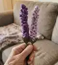Lavender Pattern step 2 - assembly progress