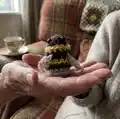 Crochet Bumblebees Amigurumi Pattern step 1 - construction progress