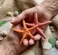 Starfish Amigurumi Pattern step 4 - final assembly and finishing