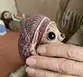 Tuk Tuk Armadillo Amigurumi Pattern step 3 - details and accessories