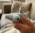 Hammerhead Shark Friend Amigurumi Pattern step 1 - construction progress