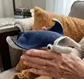 Jacque the Manta Ray Amigurumi Pattern step 4 - final assembly and finishing