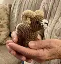 Bobby the Bighorn Sheep Amigurumi Pattern step 1 - construction progress