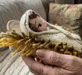 Sweet Handfuls Baby Jesus Amigurumi Pattern step 3 - details and accessories