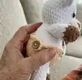 Baby Cow and Baby Bull Amigurumi Pattern step 3 - details and accessories